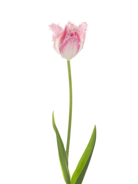 Sanft schöne ungewöhnliche Tulpe — Stockfoto