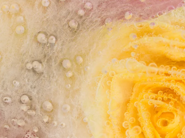 Unusual abstraction with a yellow rose — Stock Photo, Image