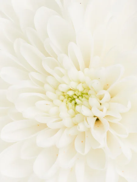 Vit dahlia blomma center — Stockfoto