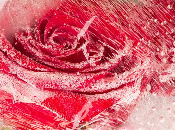 Unusual abstraction with red rose — Stock Photo, Image