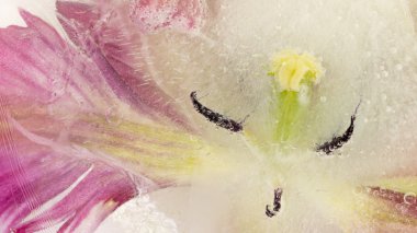 narin çiçek Lale ile soyutlama