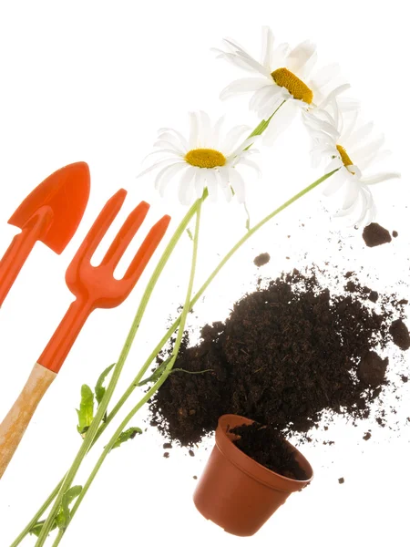 Naturaleza muerta hortícola sobre un fondo blanco — Foto de Stock