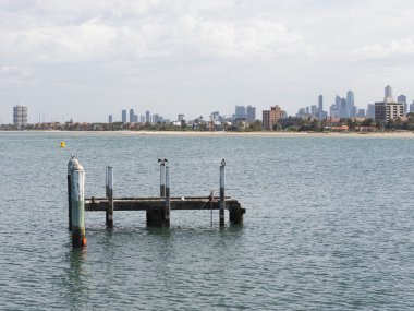 Görünümü ve Melbourne, Avustralya'da Ak göğüslü karabatak