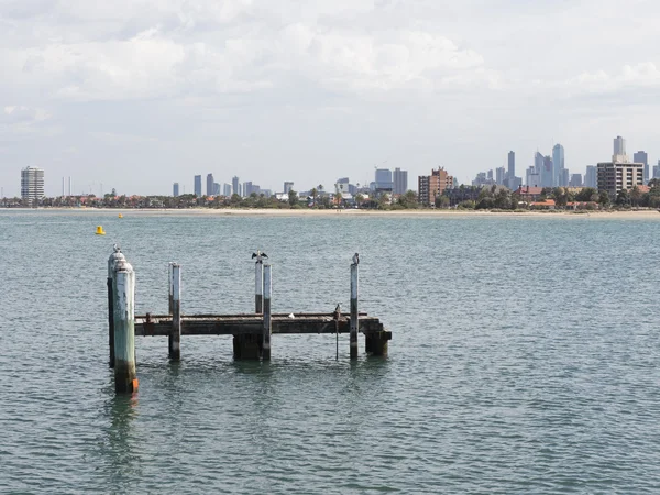 Görünümü ve Melbourne, Avustralya'da Ak göğüslü karabatak