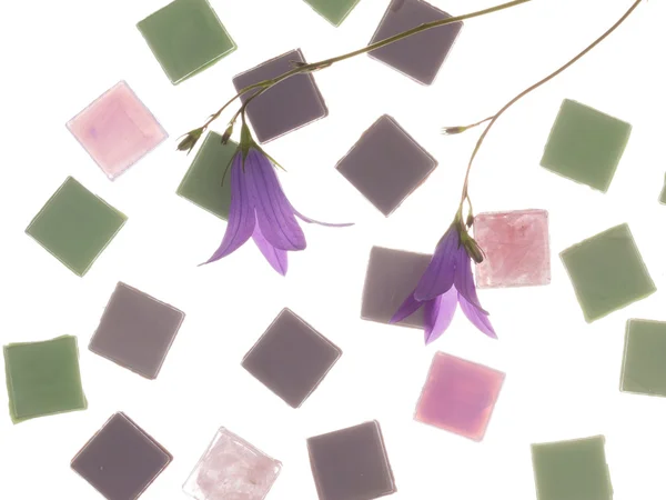 Belle smalt et cloches violettes — Photo