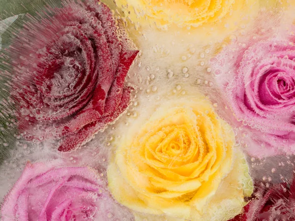 Frozen flowers beautiful roses — Stock Photo, Image