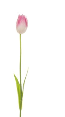 Beyaz bir arka plan üzerinde narin pembe Lale