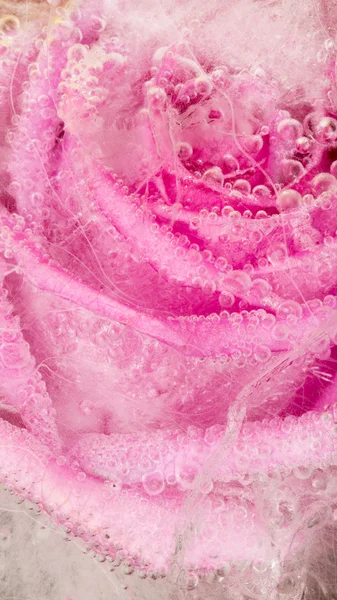 Abstrakce s růžovou růží — Stock fotografie