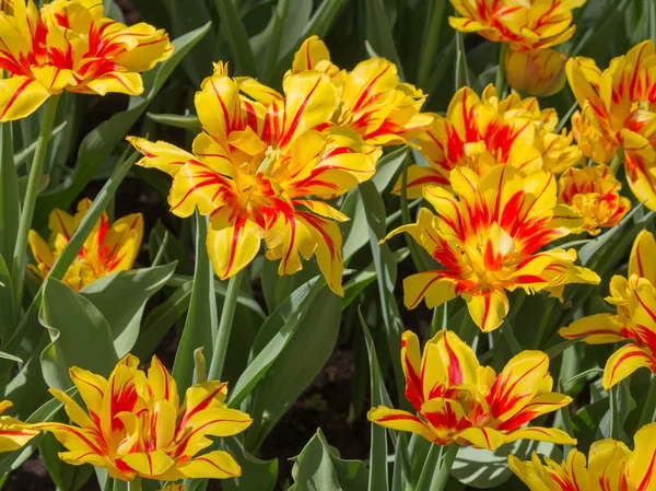 Tulipanes brillantes inusuales en el jardín —  Fotos de Stock