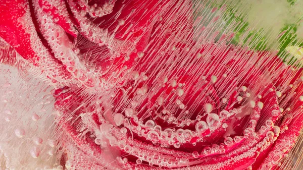 Abstração orgânica com duas rosas vermelhas — Fotografia de Stock