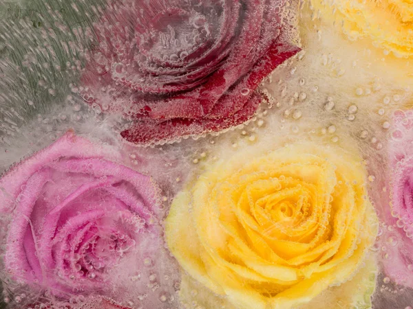 Abstraction with bright colorful roses — Stock Photo, Image