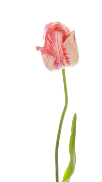 Tulipa bi-color em um fundo branco — Fotografia de Stock