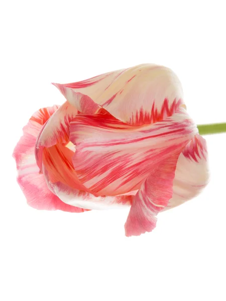 Bela tulipa rosa e branca — Fotografia de Stock