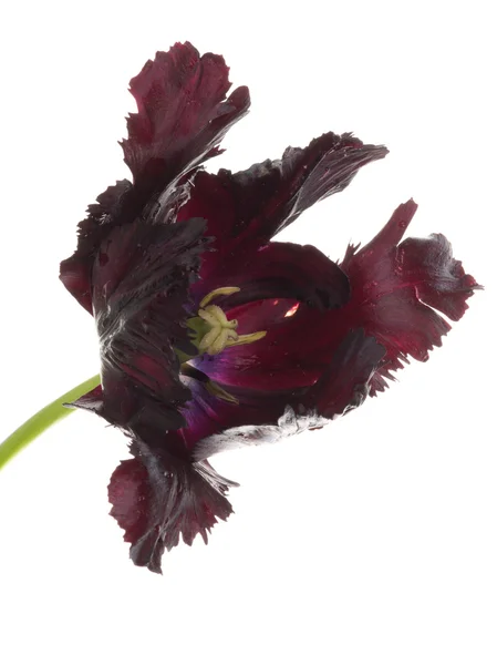 Große schwarze Blume Papageientulpe — Stockfoto