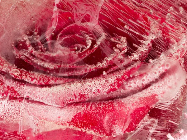 Organic abstraction with red rose — Stock Photo, Image