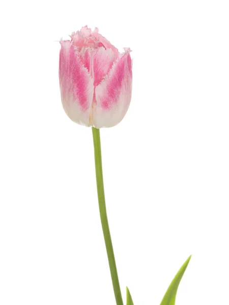 Tulipán rosa en el fondo del aislamiento — Foto de Stock