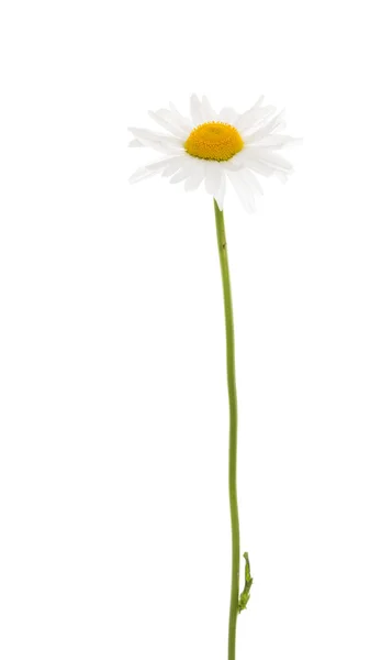 Красивый цветок маргаритки на белом фоне — стоковое фото