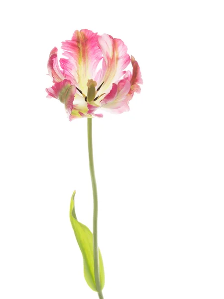 Tulipán rosado inusual sobre un fondo blanco —  Fotos de Stock