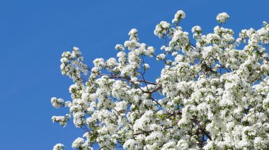 Bahçedeki güzel elma ağacı