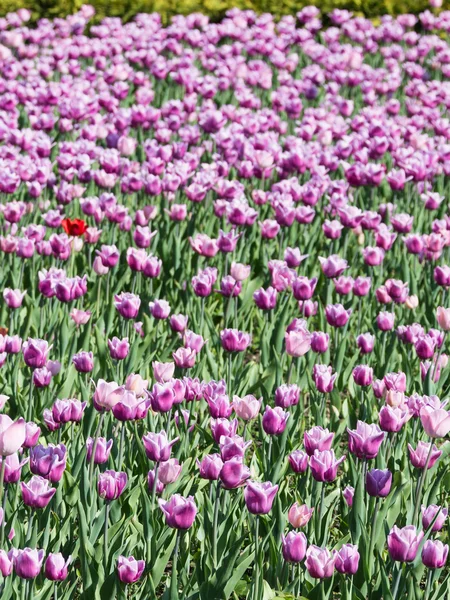 Jasne różowe i fioletowe tulipany kwitną — Zdjęcie stockowe