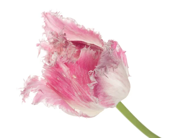 Tulipa rosa e branca incomum — Fotografia de Stock