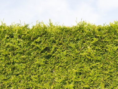 Kenar yeşil mazı bush