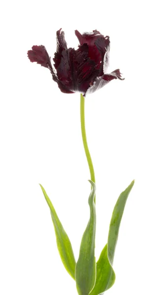 Чорна квітка папуга тюльпан — стокове фото