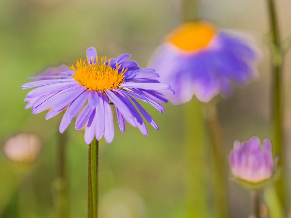 Schöne zarte lila Gänseblümchen — Stockfoto