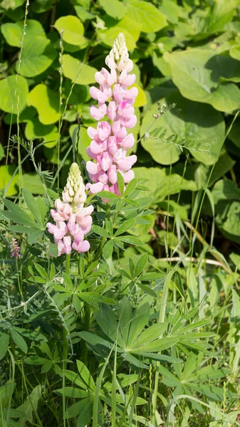 Fragrant flowers pink lupine — Stock Photo, Image