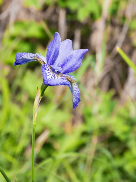 Gentle violet iris flower — Stock Photo, Image