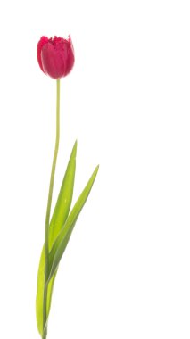 güzel koyu kırmızı-Pembe Lale