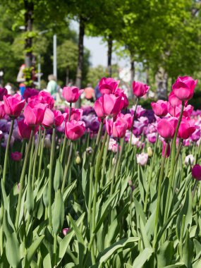 bahçede tuhaf mor laleler