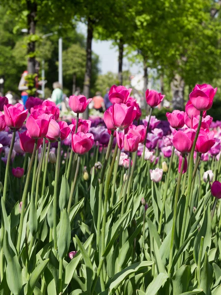 Nietypowe fioletowe tulipany w ogrodzie — Zdjęcie stockowe