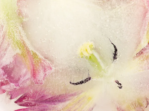 Donmuş Merkezi çiçek — Stok fotoğraf