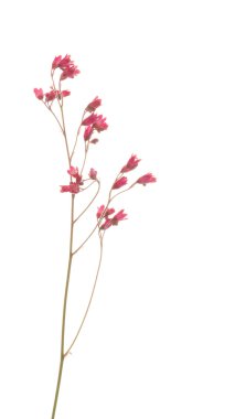 Narin pembe çiçekler Heuchera