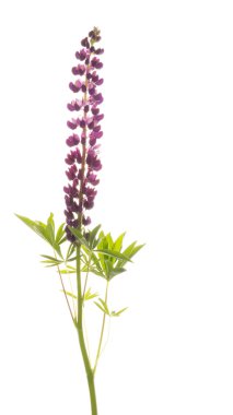 Beyaz arka plan üzerinde güzel lupines
