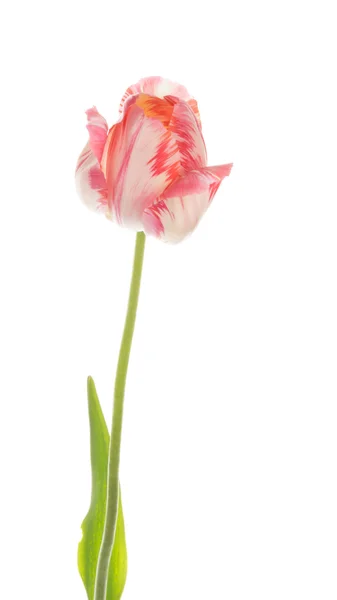 Belle tulipe lumineuse sur fond blanc — Photo
