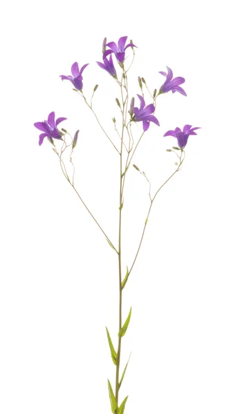 Bluebell dzikie kwiaty — Zdjęcie stockowe