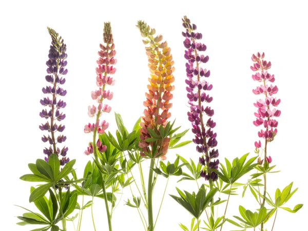 Lupins brilhantes em um fundo branco — Fotografia de Stock