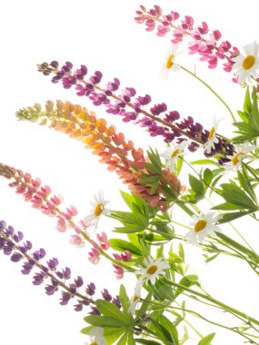 Beyaz arkaplanda çiçekler