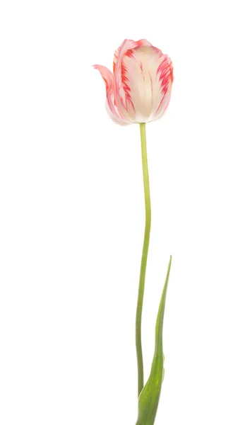 Spring tulip on white background — Stock Photo, Image