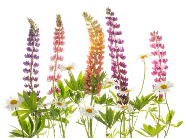 Beyaz arkaplanda parlak çiçekler