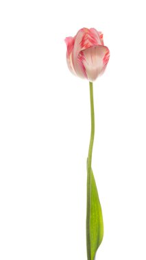 Bahar Lale beyaz arka plan üzerinde