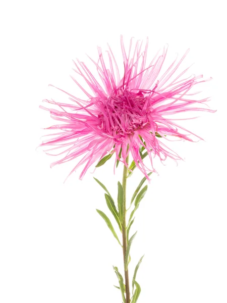 Beautiful flower pink atry — Stock Photo, Image