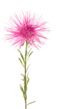 Aster çiçek beyaz zemin üzerine