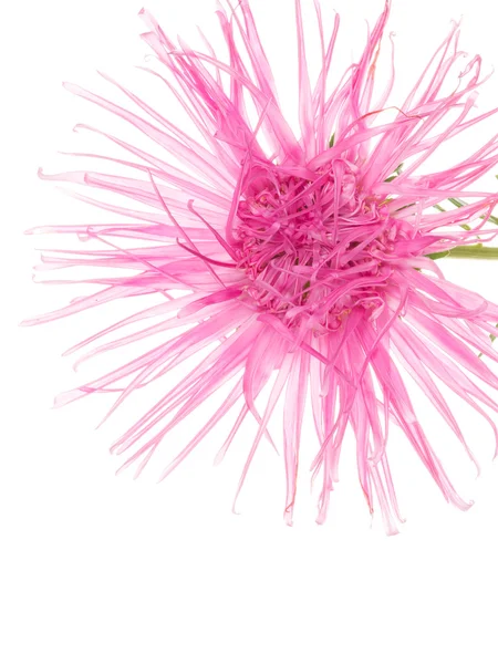 Beautiful large pink flower — Stock Photo, Image