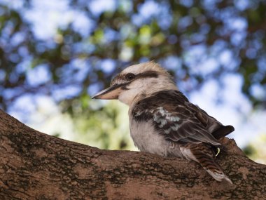 Akıllı kuş Kucabara