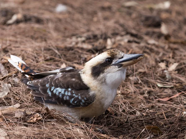 smart bird laughing kookaburra, Australia