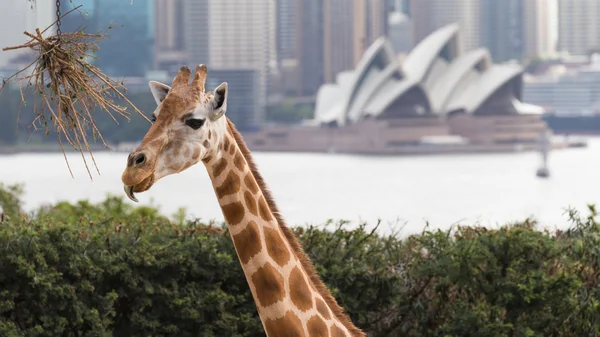 Zürafa Sydney Stok Resim