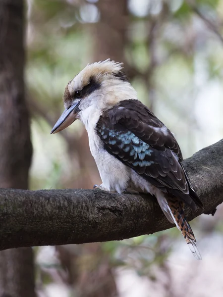 Intelligens madár nevető kookaburra — Stock Fotó